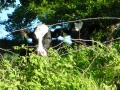 springtime 043